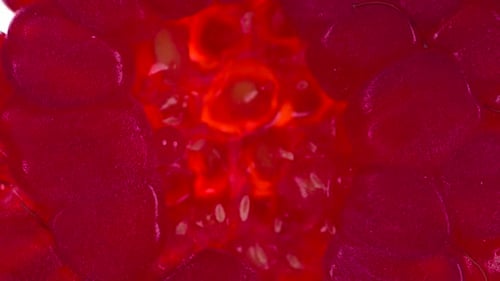 Crushed Raspberry Close Up