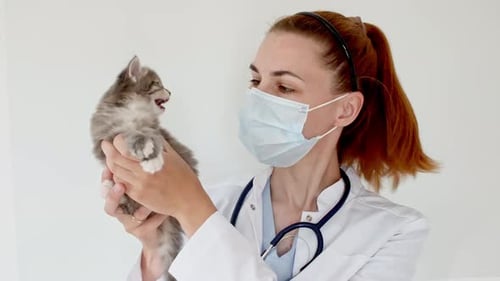 Veterinarian Holds Small Kitten Wearing Face Mask