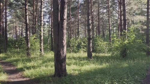 Rays of evening sunshine on green grass in pine woods