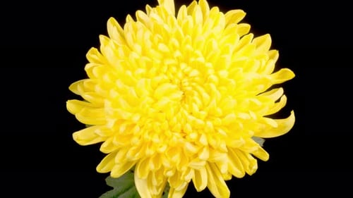 Close-up of Bright Yellow Flower Blossom
