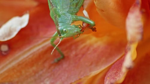 A close-up shot of a green great grasshopper head munching an orange blossoming flower.