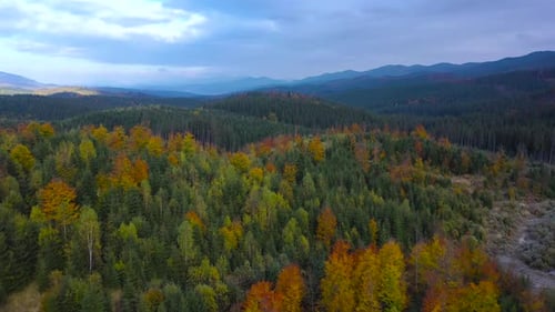 Aerial View of a Bright Autumn Forest on the Slopes of the Mountains at Sunrise