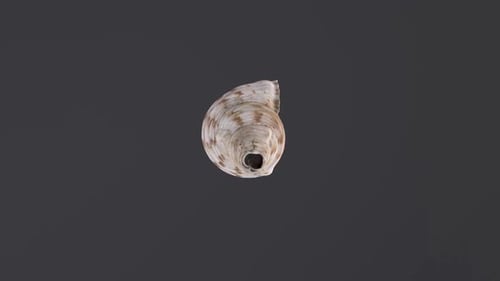 Spiralmuschel auf dunklem Hintergrund