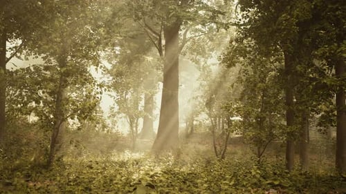 Les rayons du soleil traversent les branches des arbres qui brillent dans le brouillard matinal