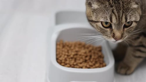 Gray Tabby Cat Eating Dry Food Close Up