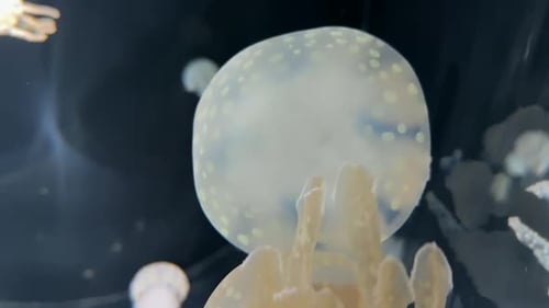 White Spotted Jellyfish (Close-up); Phyllorhiza punctata.