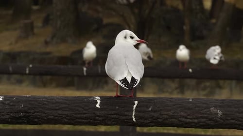 Close Up Backshot of a White Seagull Constantly Looking Back at the Camera