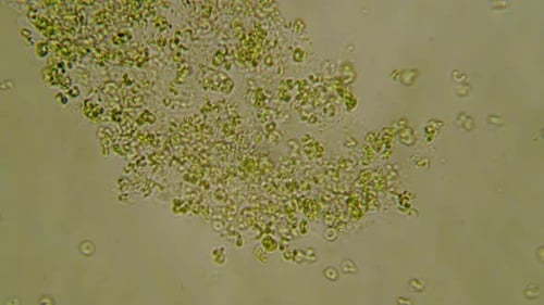 Microscopic View of Green Cells Clumping and Moving