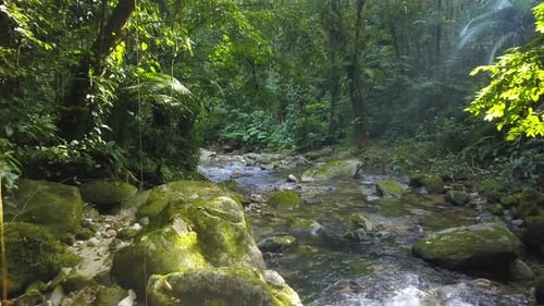 Tracking shot through the jungle over a sunlit river in the Atlantic Rainforest, Brazil.