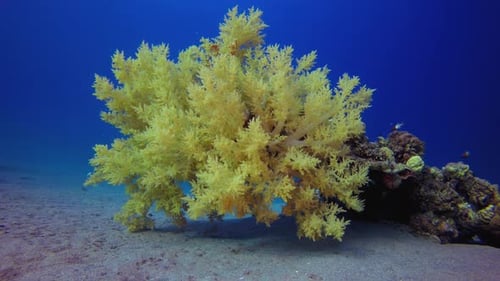 Soft Corals Tropical Sea