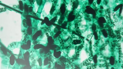 Spirogyra Whole Mount Conjugation Under Microscope 200x Against Bright Field