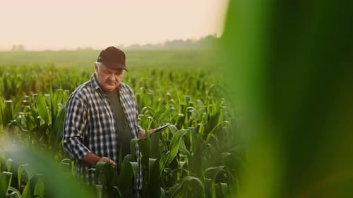 Agribusiness And Farming Farmer Examining Green Plants Of Corn Making Notes In Tablet Agronomist