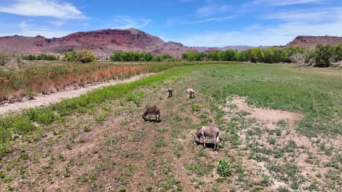 Aerial view of Alamo Lake and mountains in desert, United States.
