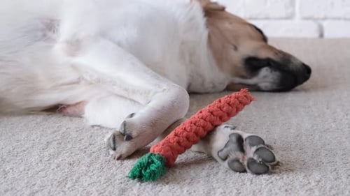 Dog Napping with Orange Carrot Toy