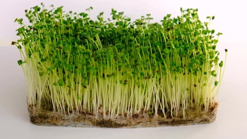 Microgreens Isolate sur fond blanc (focus sélectif)