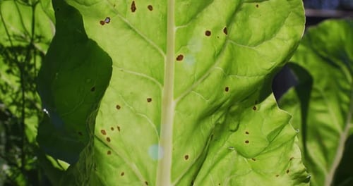 Brown spots on a large green leaf in a sunny garden