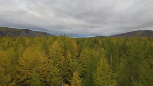 Soaring above lush green and golden foliage, this breathtaking landscape showcases a vast forest in