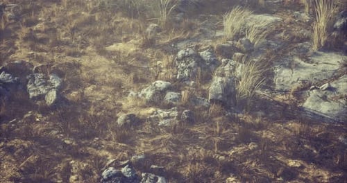 Rocky Desert Terrain with Sparse Vegetation Under Bright Sunlight