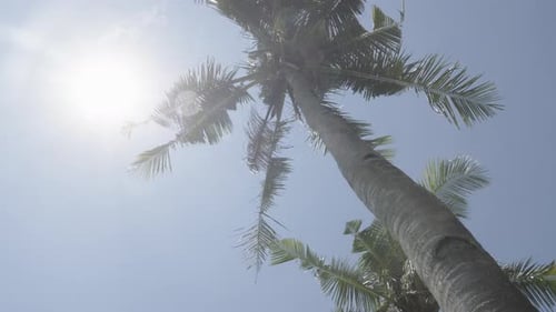 Palm Tree Reaching to Blue Sky and Sun