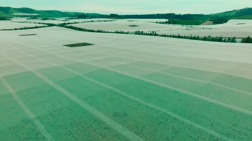 Fruit orchard at sunrise in the bay of plenty, Drone flys forward, lush and plentiful fruit