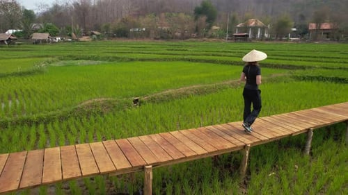 Rice Field in Luang Probang Laos