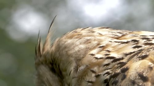 Close-up shot of the eye of a Great Horned Owl.