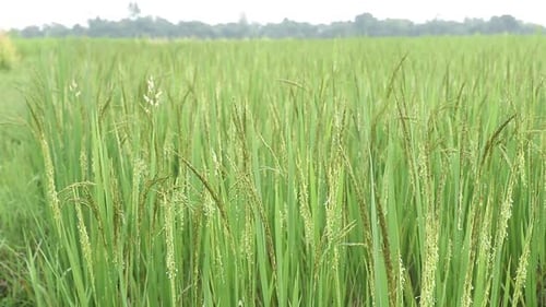 Green ripe rice on field of Jharkhand being blown by wind.