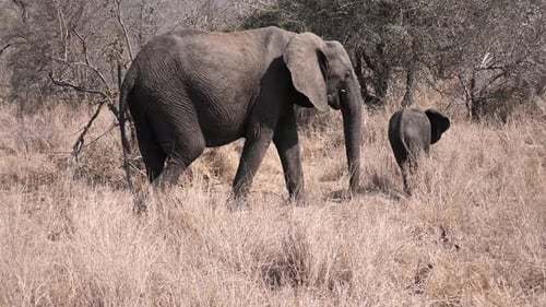 Elephant and Calf Walking in African Wilderness