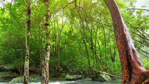 Experience the epic beauty of an amazing stream.