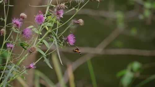 Tiny hummingbird feeding on a purple flower - Slow motion