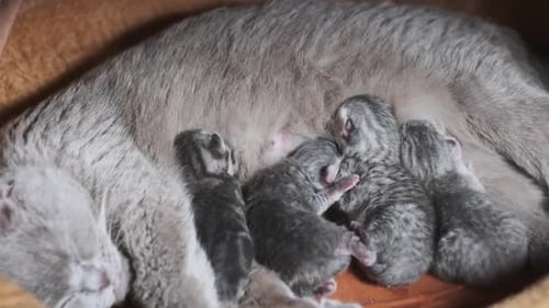Domestic Purebred Scottish Strike Cat Feeding Newborn Kittens