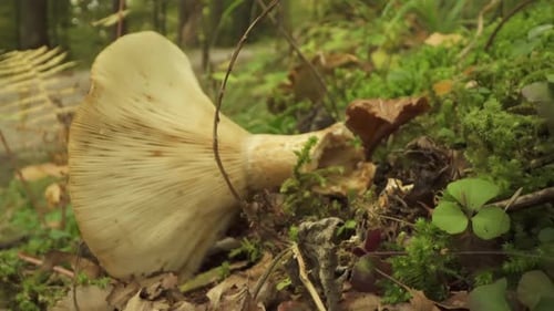Edible Mushrooms Grow in the Forest