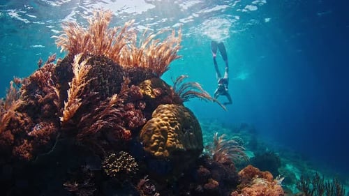 Woman freediver dives and swims underwater near the vivid coral reef in the Komodo National Park