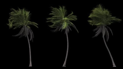 Realistic Palm Trees Swaying in Wind with Alpha Channel for Tropical Projects
