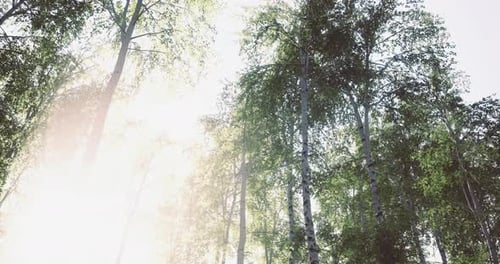 Bright Sunlight Filtering Through Leafy Trees in a Tranquil Forest Setting
