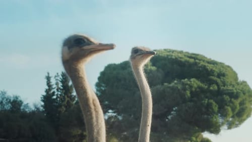 Zwei Strauße in der Natur.