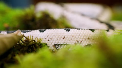 White Snake with Black Spots on Moss