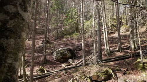 Side angle view of the hiker wearing a bright blue top walking from left to right on a dirt road car