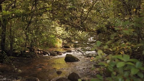 River streamiInside a rainforest amazon jungle with a calm clean river with rocks and tropical plant