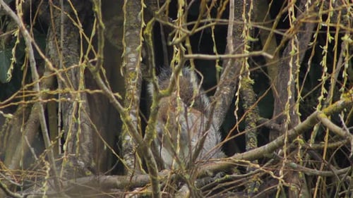 Grey Squirrel Close Up Grabbing And Eating New Buds On Tree Branches UK England Hertfordshire Boreha