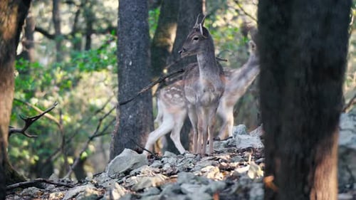 Deer Grazing in Forest