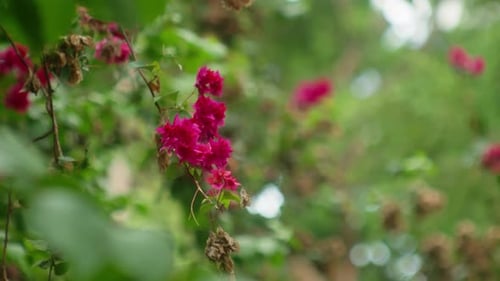 Bougainvillea Thorny Ornamental Vine With Flowers Getting Dry. Selective Focus Shot