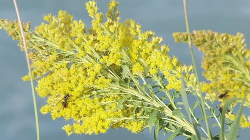 Macro close up: Wasps collect nectar from sunny bright yellow flowers