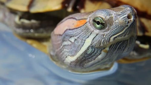Schildkröte Die Schnauze Die Augen einer Schildkröte im Wasser Haustier