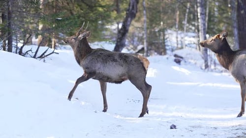 Graceful Deer Walk Through Tall Fluffy Snowdrifts in Forest