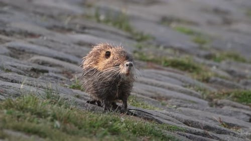 Nutria Myocastor Coypus forrageando plantas aquáticas ao longo da borda dos rios