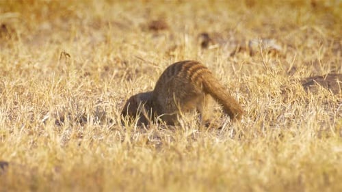 Búsqueda de mangostas anilladas, África