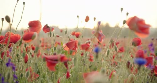 Summer Poppies Field at Sunset