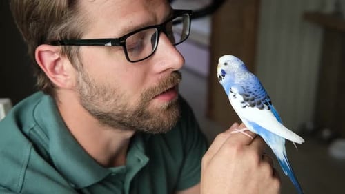 Man Talking to Blue and White Parakeet