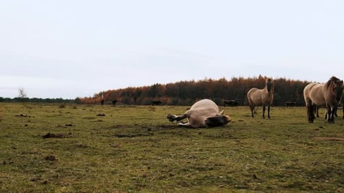 horse rolls around in the grass